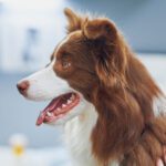 pet vaccinations