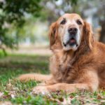 Senior Pets