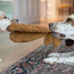 Puppy Behavioral Counseling