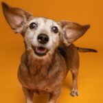 Support Senior Pets geriatric program