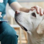 Emergency Vet McAllen