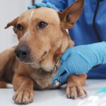 Emergency Veterinary Services in McAllen