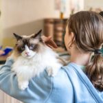 Emergency Vet Care in McAllen