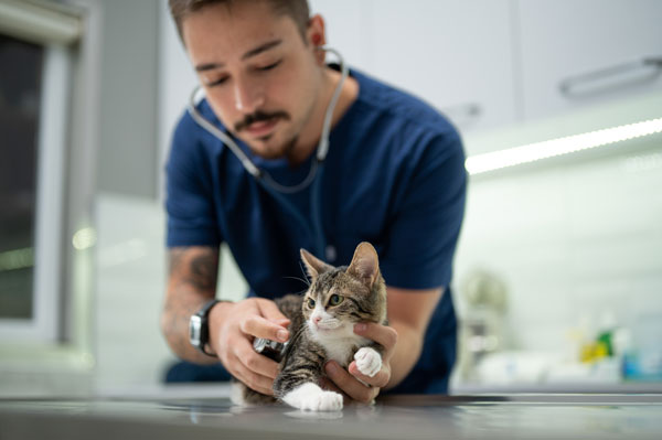 Convenient Veterinary Care for McAllen and Pharr